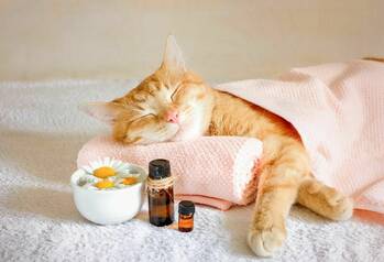 Aromaterapie a zvířecí mazlíčci
