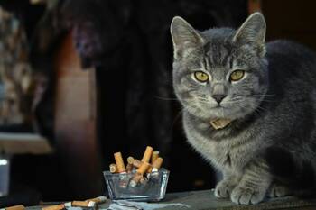 Cigarety zabíjejí kuřáky i jejich mazlíčky