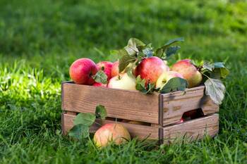 Jak využít bohatou úrodu jablek?