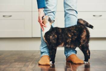 Kdo u vás doma vládne? Vy nebo kočka?