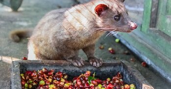 Kopi Luwak: Z výkalů vzniká nejdražší káva na světě