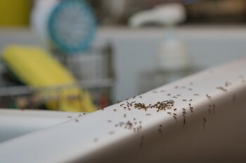 Máte v kuchyni a spíži mravence? Skoncujte s nimi jednou provždy