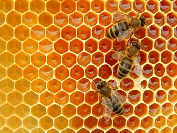 Včelí úl je plný přírodních léků