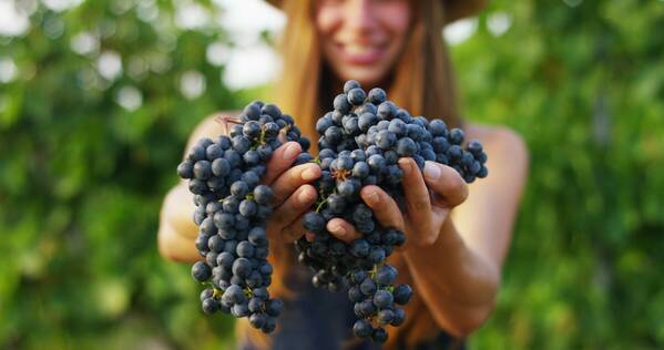 Vinobraní se blíží - kam vyrazit?