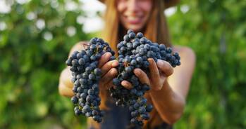 Vinobraní se blíží - kam vyrazit?